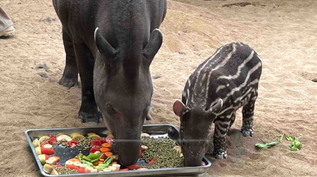 視頻|森林野生動物園迎來新晉網紅 “小豬佩奇”原型南美貘寶寶首次公開“營業(yè)”